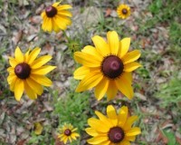 black-eyed susan 1.jpg